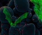 Single mutation to bat virus spike protein allows cell entry using human ACE2