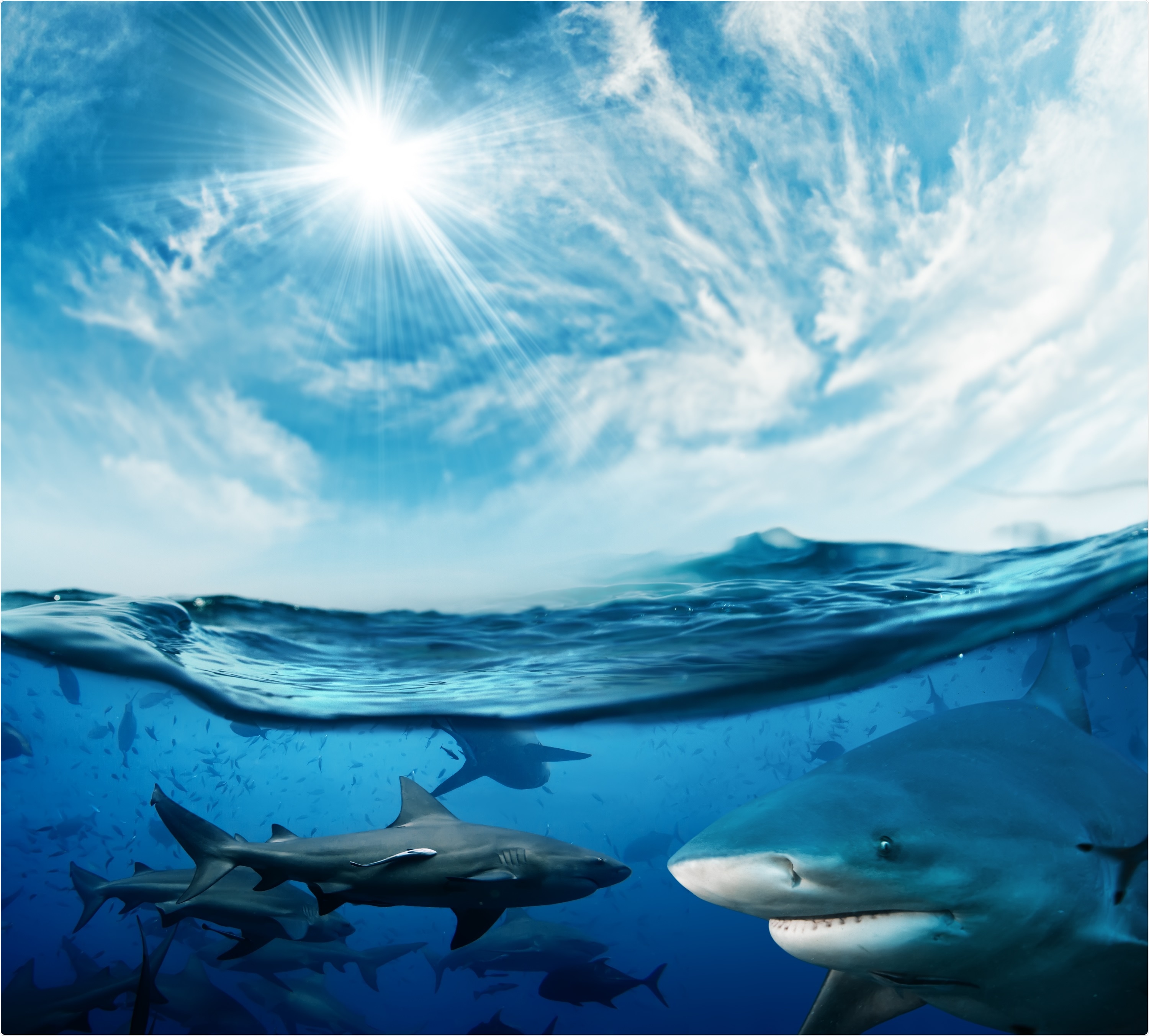 Study: Single domain shark VNAR antibodies neutralize SARS-CoV-2 infection in vitro. Image Credit: Willyam Bradberry / Shutterstock