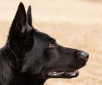 Accuracy of three COVID-sniffing dogs exceeds 85%