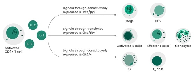 Interleukin-2: Why does this cytokine have immunostimulatory and immunoregulatory functions?