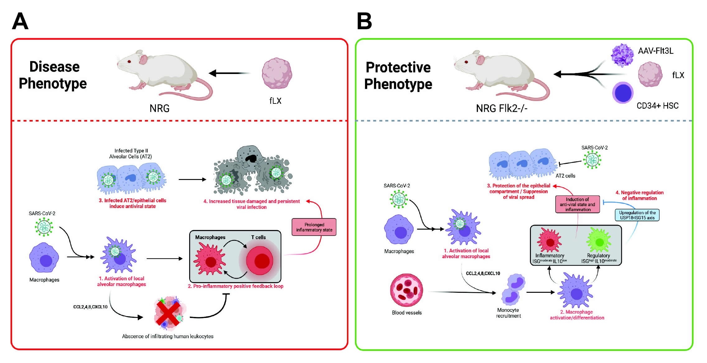 Characterization of SARS-CoV-2 infection in HNFL mice
