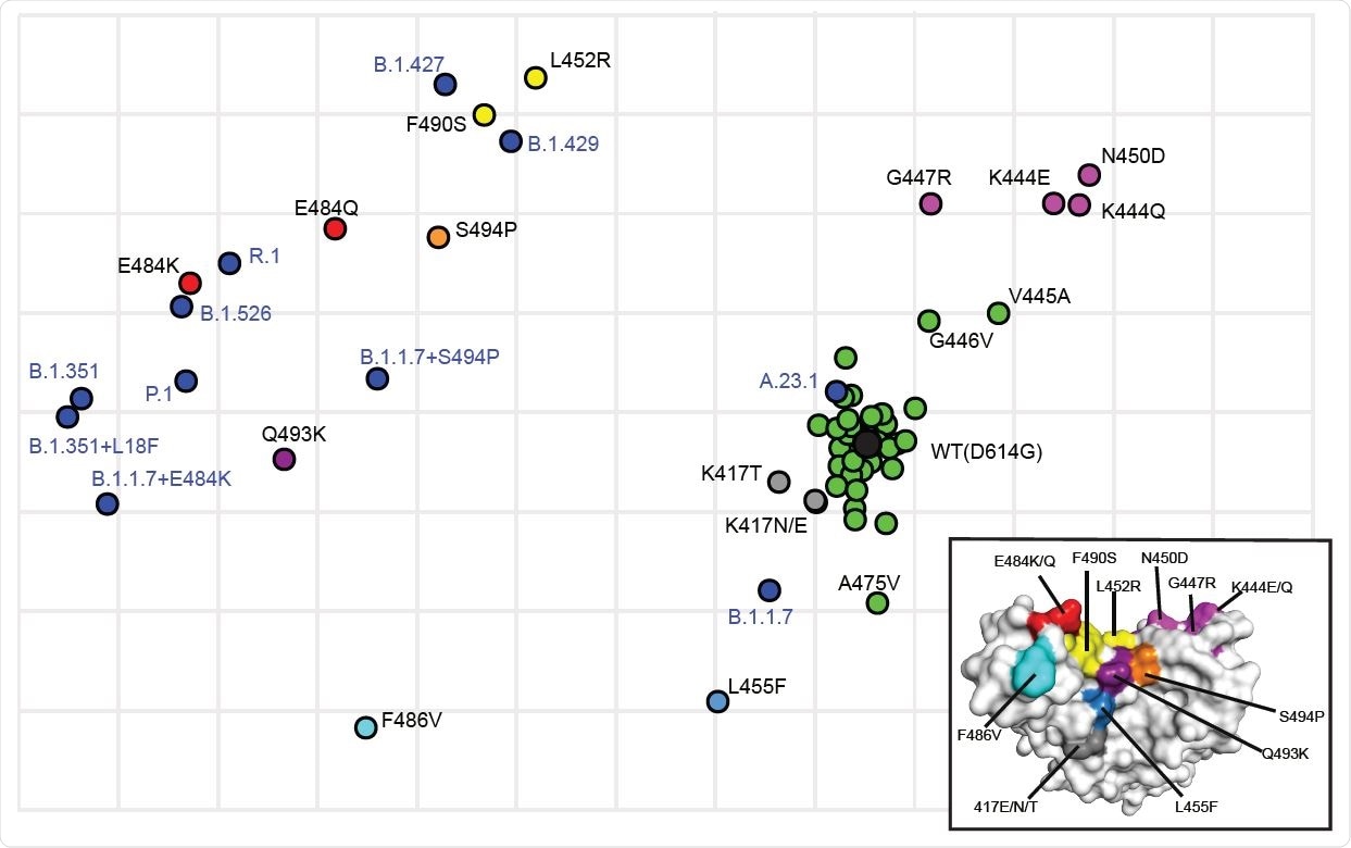 Antigenic cartography showing the relative antigenic distance of pseudoviruses with single substitutions in spike compared to spikes with the full set of substitutions found in variants. Antigenic maps were constructed using neutralization titers (dilution factors) of nAbs against all tested pseudoviruses. Blue dots identify pseudoviruses bearing Spikes representing variants of concern or interest. Black dot identifies the wild type (WT D614G) pseudovirus. Green dots identify pseudoviruses with single substitutions in Spike that are antigenically close to WT. Other colors identify pseudoviruses with single substitutions in Spike that are more antigenically distant from WT. Inset shows the color-coded locations of the single residue substitutions in the RBD.