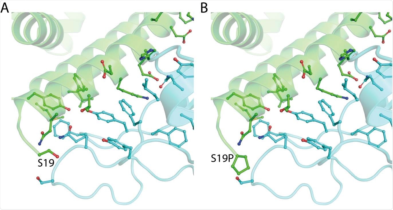 The structure of ACE2 (green) gnomAD24 missense variant p.Ser19Pro that enhances Spike (light blue) binding affinity. A. The environment of ACE2 Ser19 from PDB ID: 6vw111. B. Model of ACE2 p.Ser19Pro in complex with Spike. The mutant structure was modelled onto 6vw1 with mCSM-PPI13.