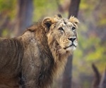 Vaccinate big cats? New report shows SARS-CoV-2 Delta variant infecting endangered lions