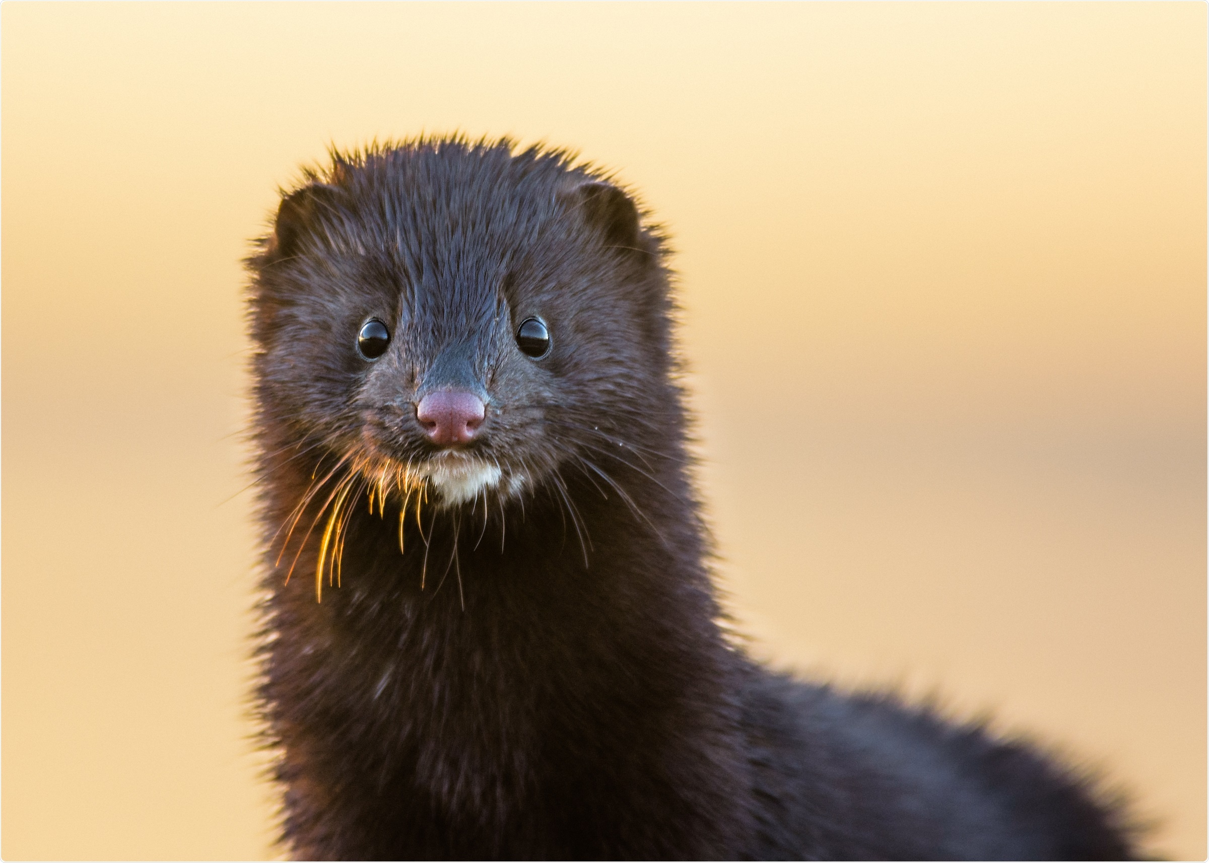 Close up adult Mink. Image Credit: Gallinago_media / Shutterstock