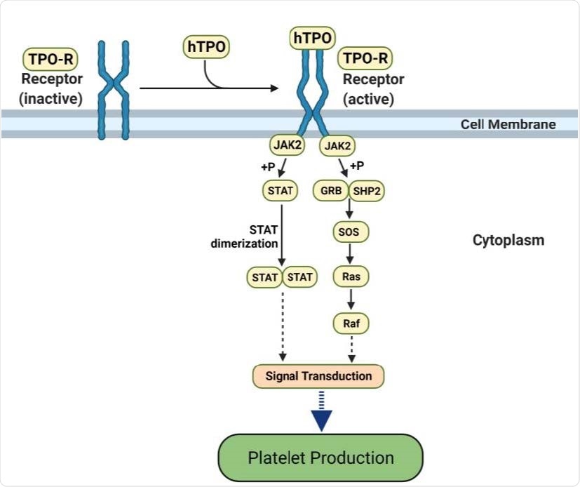 hTPO pathway to induce platelet production. Simplified JAK-STAT signaling pathway in megakaryocytes where hTPO activates the TPO receptor and triggers signaling cascades that stimulate platelet production (44, 45). Created with BioRender.com.