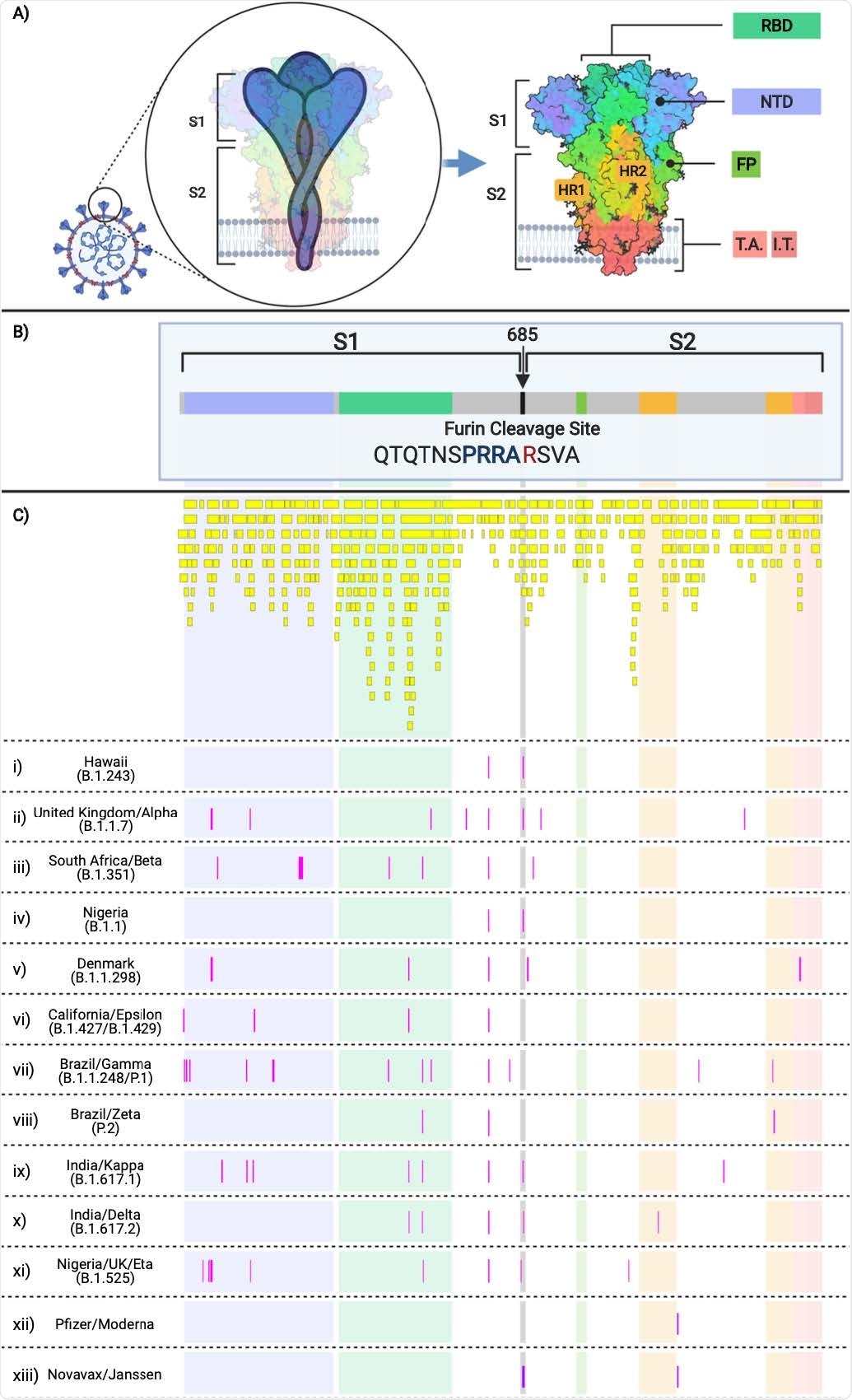 SARS-CoV-2 Spike Protein Domains and Relation to B and T cell Epitopes, Variant Amino Acid Substitutions, and Vaccine Amino Acid SubstitutionsThis figure demonstrates the evolution of the SARS-CoV-2 variants by depicting the location of the variants substitutions and deletions in the context of spike domains and epitopes. A) Cartoon rendering of SARS-CoV-2 and the 1,273 amino acid long spike protein overlay onto the color-coded crystallographic structure determined by electron microscopy (PBD ID: 6VXX-PDB). The individual protein domains are color-coded: N-terminal domain (NTD) (light purple) (residues 14-305), receptor-binding domain (RBD) (teal green) (residues 319-541), furin (F) (residues 682-685), fusion protein (FP) (green) (residues 788-806), heptad repeat 1 (HR1) (orange) (residues 912-984), heptad repeat 2 (HR2) (orange) (residues 1163-1213), transmembrane anchor (TM) (light pink) (1213-1237), and intracellular tail domain (IT) (dark pink) (1237-1273). B) Two-dimensional layout of the spike protein and domains with the addition of the S1/S2 furin cleavage site (RRA/R) (682-685) (black). C) In silico predicted B and T cell epitope loci revealing 393 in silico B and T cell epitopes mapped here individually as a yellow boxes i)-xiii) Amino acid substitutions present in the corresponding variant shown in pink boxes in comparison to the reference sequence NC_045512. i) B.1.243 Hawaii; ii) B.1.1.7 United Kingdom; iii) B.1.351 South Africa; iv) B.1.1 Nigeria; v) B.1.1.298 Denmark; vi) B.1.427 and B.1.429 California; vii) P.1 Brazil; viii) P.2 Brazil; ix) B.1.617.1 India; x) B.1.617.2 India; xi) B.1.525 United Kingdom/Nigeria; xii) Pfizer and Moderna mRNA sequences with artificially added substitutions K986P and V987P; xiii) Novavax and Janssen mRNA sequences with artificially added substitutions R682S/Q, R683Q, R685G/Q, K986P, and V987P.