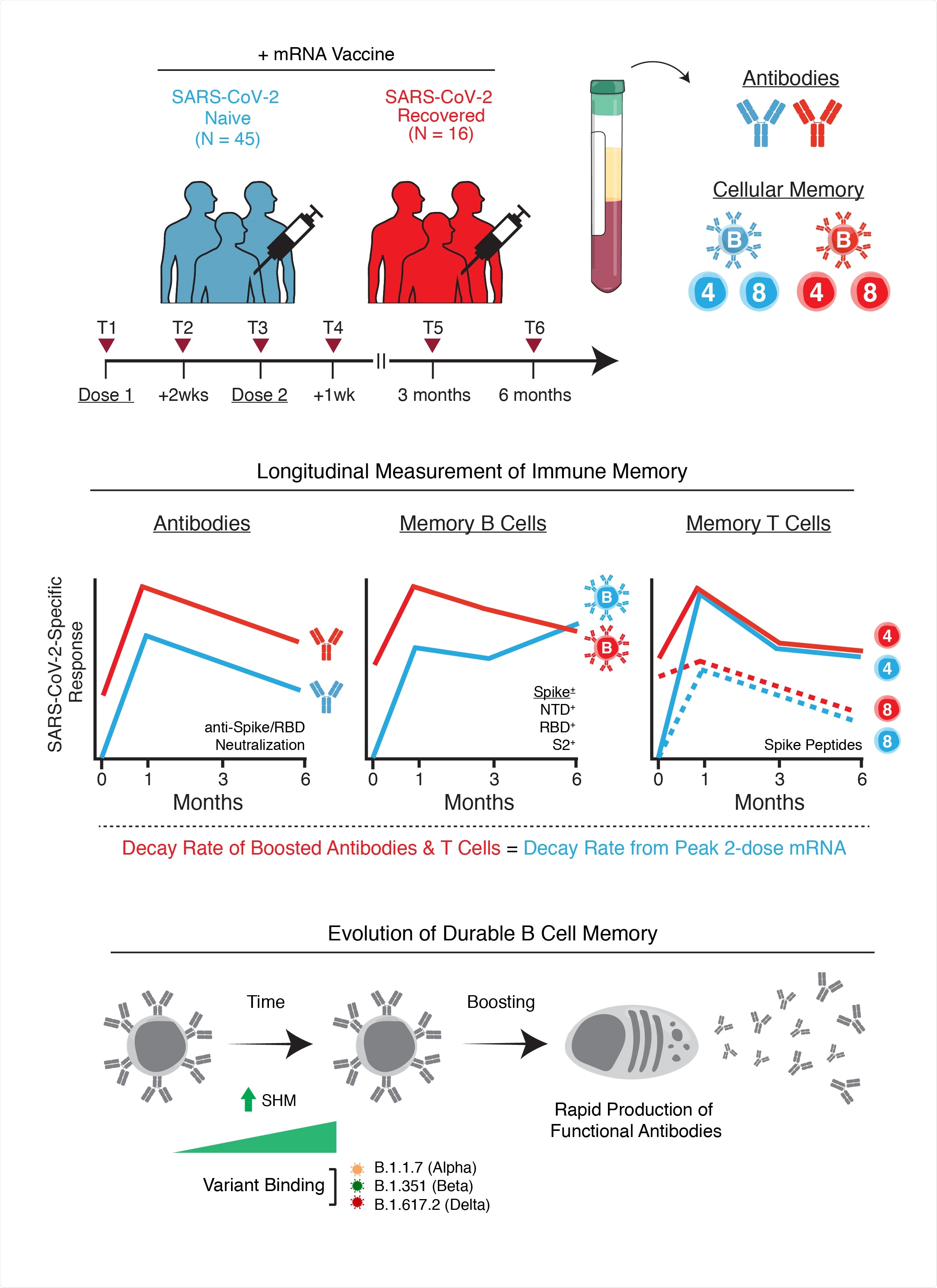 Study: mRNA Vaccination Induces Durable Immune Memory to SARS-CoV-2 with Continued Evolution to Variants of Concern