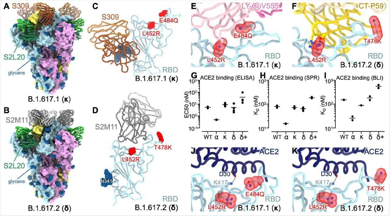 CryoEM structures of the SARS-CoV-2 B.1.617.1 and B.1.617.2 S ectodomain trimers and analysis of ACE2 binding. (A-B) Structure of the B.1.617.1 (A) and B.1.617.2 (B) S trimer (surface rendering) bound to the S2L20 and S309 (A) or S2M11 (B) Fabs (ribbons). SARS-CoV-2 S protomers are colored pink, cyan, and gold, whereas the S2L20 Fab heavy and light chains are colored dark and light green, respectively. The S309 Fab heavy and light chains are colored dark and light orange, respectively (A). The S2M11 Fab heavy and light chains are colored dark and light gray, respectively (B). Only the Fab variable domains are resolved and therefore modeled in the map. N-linked glycans are rendered as dark blue spheres. (C) Zoomed in view of the S309-bound B.1.617.1 RBD with L452R and E484Q shown as red spheres. (D) Zoomed in view of the S2M11-bound B.1.617.2 RBD with L452R and T478K shown as red spheres. (E) Superimposition of the LY-CoV555–bound SARS-CoV-2 RBD structure (PDB 7KMG) on the SARS-CoV-2 B.1.617.1 S cryoEM structure show that L452R would clash with the mAb and E484Q would disrupt electrostatic interactions. (F) Superimposition of the CT-P59–bound SARS-CoV-2 RBD structure (PDB 7CM4) on the SARS-CoV-2 B.1.617.2 S cryoEM structure show that L452R would sterically clash with the mAb. (G) Enzyme-linked immunosorbant assay (ELISA) binding analysis of the SARS-CoV-2 wildtype, B.1.1.7 (α), B.1.617.1 (κ), B.1.617.2 (δ), and B.1.617.2+ (δ+) RBDs to immobilized human ACE2 ectodomain (residues 1-615) shown as 50% effective concentrations (EC50). Data from two biological replicates are shown with 2-4 technical replicates each. (H) Surface plasmon resonance (SPR) binding affinity analysis of the human ACE2 ectodomain (residues 1-615) for immobilized biotinylated wildtype, B.1.1.7, B.1.617.1, B.1.617.2, and B.1.617.2+ RBDs. Data from two biological replicates are shown with 2-6 technical replicates each. (I) Biolayer Interferometry (BLI) binding analysis of the human ACE2 ectodomain (residues 1-615) to immobilized biotinylated SARS-CoV-2 wildtype, B.1.1.7, B.1.617.1, B.1.617.2, and B.1.617.2+ RBDs. Data from two biological replicates are shown with 1-2 technical replicates each. (J-K) Superimposition of the ACE2-bound SARS-CoV-2 RBD structure (PDB 6VW1) on the SARS-CoV-2 B.1.617.1 (J) and B.1.617.2 (K) S cryoEM structures show that L452R and T478K point away from the interface with ACE2, while K417 contacts D30 from ACE2.