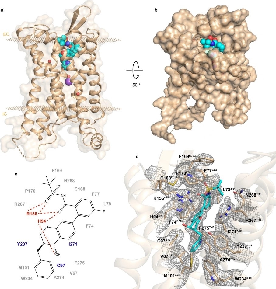 Researchers determine the structure of receptor involved in type 2 diabetes and other pathologies