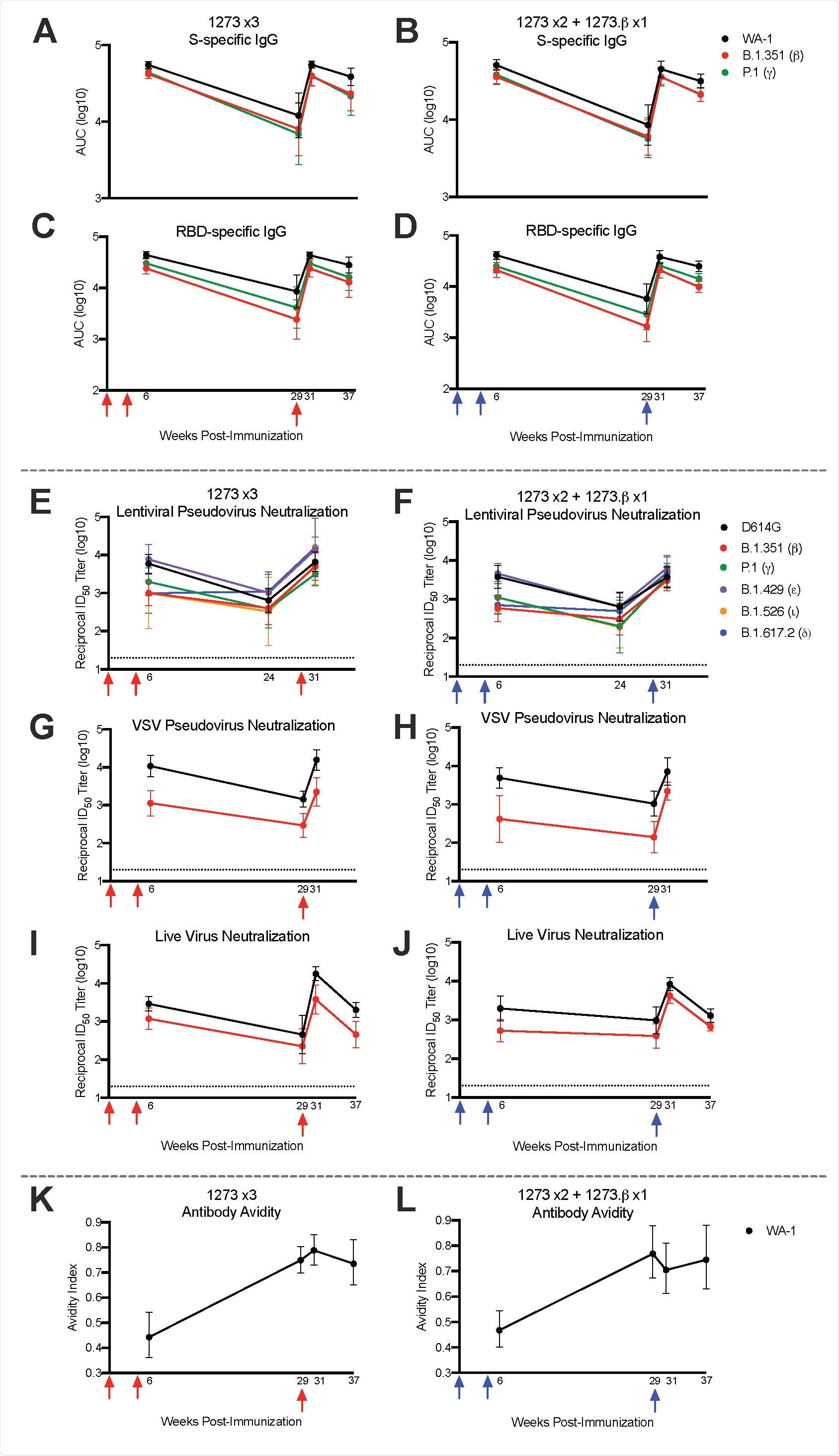 Temporal serum antibody responses to SARS-CoV-2 variants. Rhesus macaques (n = 8/group) were immunized according to Figure S1. Sera were collected at weeks 6, 24 or 29, 31, and 37 and assessed, where applicable, for SARS-CoV-2 WA-1 (black), b (red), and P.1 – gamma, g (green), B.1.429 – epsilon, e (purple), B.1.526 – iota, i (orange), and B.1.617.2 – delta, d (blue) S-specific (A-B) and RBD-specific (C-D) IgG by MULTI-ARRAY ELISA, lentiviral-based pseudovirus neutralization (E-F), VSV-based pseudovirus neutralization (G-H), live virus neutralization (I-J), and WA-1 S-specific antibody avidity (K-L). Lines represent geometric mean titer (GMT) and geometric error. Dotted lines indicate neutralization assay limits of detection. Arrows point to immunization timepoints.