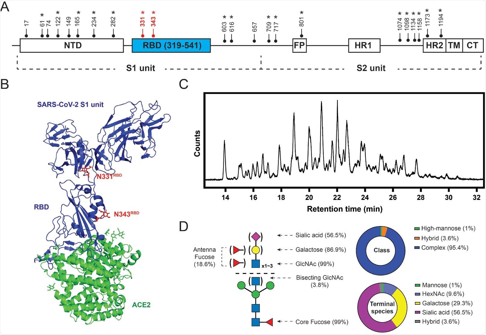 SARS-CoV-2 S protein glycosylation. (A) Glycosylation sites are distributed throughout the S protein structures. Star symbols (*) indicate conserved glycosylation sites with SARS-CoV S protein. NTD: N-terminal domain; RBD: receptor-binding domain; FP: fusion peptide; HR: heptad repeat; TM: transmembrane region; CT: cytoplasmic domain fusion. (B) Structure of the S protein S1-ACE2 complex with highlighted RBD glycosylation sites in red (Protein Data Bank (PDB): 7a92). (C) HILIC chromatogram of glycans collected from HEK293-expressed S protein RBD used in this study. (D) Composition of S protein RBD glycosylation described in relative abundance of glycoform(s) with each property. Left: graphic representative of the RBD glycopattern. Upper right: composition of glycan classes. Bottom right: composition of terminal saccharide species. 56.5% of the RBD glycan population contains at least one terminal sialic acid; 29.3% of the population exhibits at least one terminal galactose without having any sialic acid; 9.6% of the population terminating with GlcNAc without having any galactose and sialic acid.