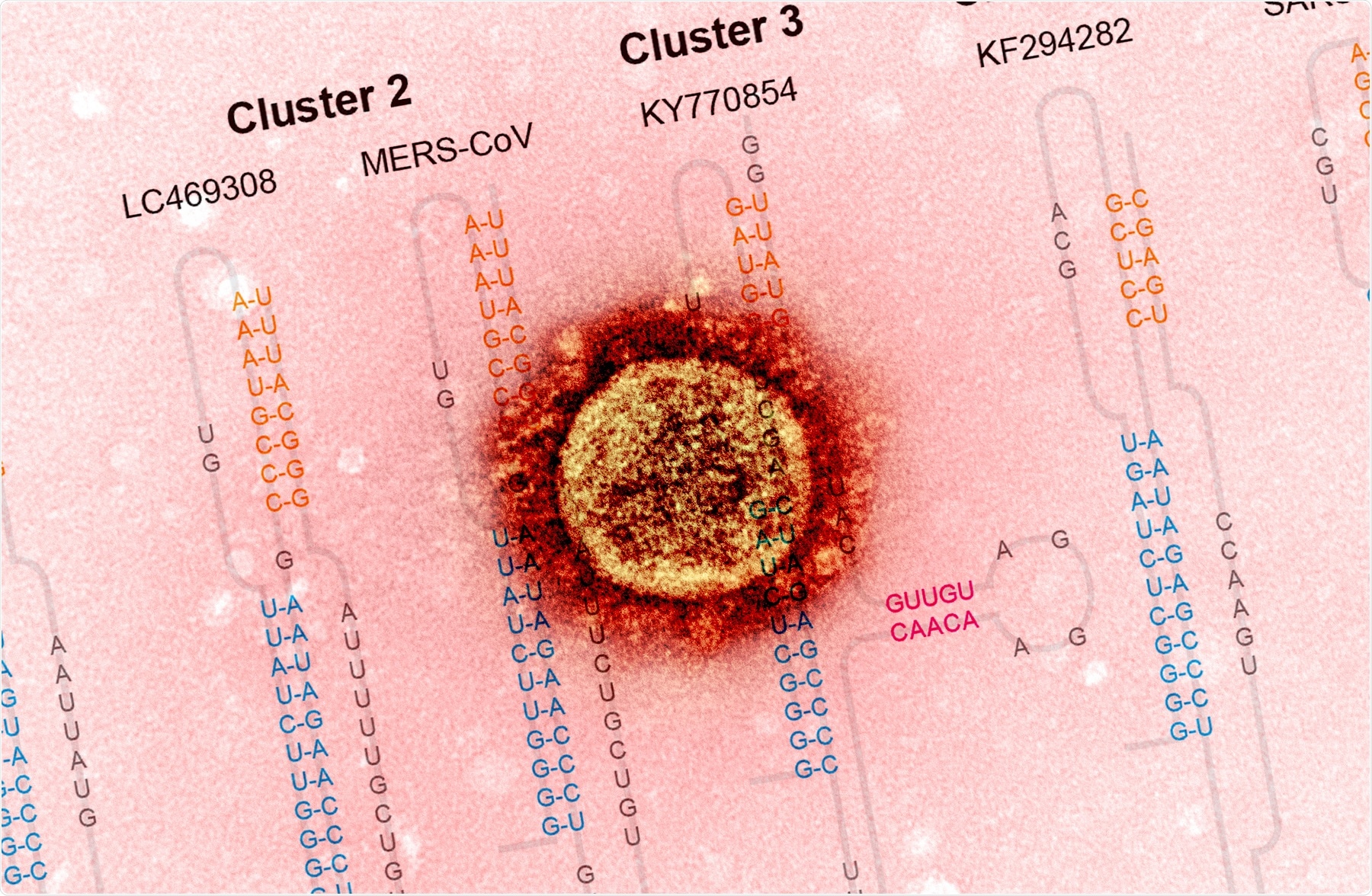 Study: Small-molecule ligands can inhibit −1 programmed ribosomal frameshifting in a broad spectrum of coronaviruses. Image Credit: NIAID