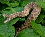 Enzyme related to rattlesnake neurotoxin linked with COVID-19 infection severity