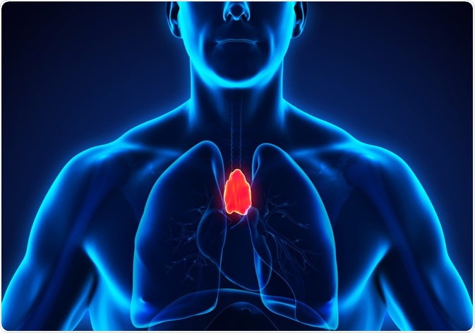 Thymus