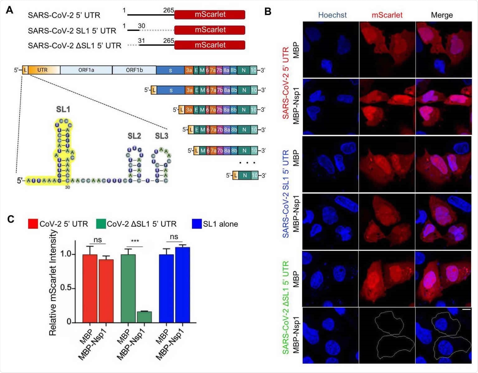 SARS-CoV-2 5’ UTR bypasses Nsp1-mediated inhibition of translation. (A) Schematic of translational reporters. 5’ UTR sequences from Control, MAVS, or SARS-CoV-2 were placed upstream of the mScarlet reporter (left panel). MBP or MBP-Nsp1 (right panel) were both downstream of Control 5’ UTR and were co-transfected along with each reporter plasmid. A CMV promoter was used to drive expression in all constructs. (B) Representative images of HeLa cells co-transfected with Control 5’ UTR reporter or SARS-CoV-2 5’ UTR reporter and either MBP alone or MBP-Nsp1 and visualized for DNA by Hoechst (blue), MBP by indirect immunofluorescence (green), and mScarlet by in situ fluorescence (red). Successfully transfected cells difficult to visualize due to low intensity are outlined here and in other figures. (C) Quantification of relative mScarlet intensity of data corresponding to (B). (D) Representative images of HeLa cells transfected with MAVs 5’ UTR reporter (red). (E) Quantification of relative mScarlet intensity in (D). (F) HeLa cells transfected with either ORF3a-GFP (left panel) or ORF8- GFP(right panel) downstream of SARS-CoV-2 5’ UTR. (G) Quantification of relative GFP intensity in (F). Error bars correspond to standard error of the mean except where otherwise noted. Scale bars are shown in each bottom right image and correspond to 10 microns.