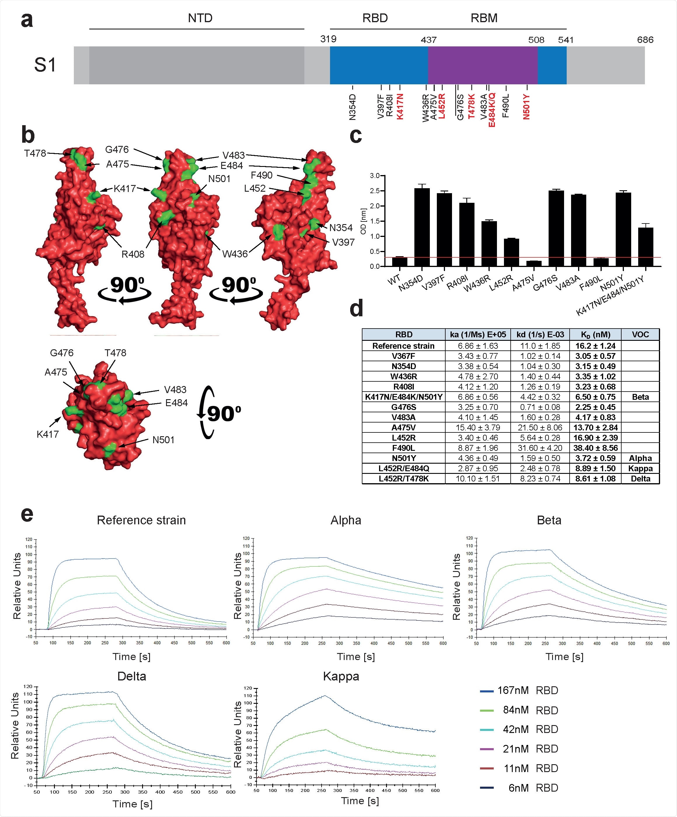 Increased affinity of APN01 interactions with SARS-CoV-2-RBD variants. (a) Schematic depicts structure of the SARS-CoV-2 spike protein S1 domain. Indicated is the amino terminal domain (NTD), the receptor binding domain (RBD) in blue and within the RBD the receptor binding motif (RBM) in purple. Numbers above depict domain boundaries. Mutations within the RBD/RBM are indicated below with observed amino acid exchanges. Shown in red are mutations observed in Variants of Concern (VOC). (b) PyMOL rendered visualization of the SARS-CoV-2 RBD. Rendering depicts the SARS-CoV-2 RBD with mutation sites shown in green. (c) ELISA analysis showing the binding strength of SARS-CoV-2 RBD carrying the indicated mutations to APN01. Axis labels indicate the SARS-CoV-2 RBD variant substitutions tested. (d) Surface Plasmon Resonance analysis to derive kinetic constants (ka, kd) and affinity values (KD) of SARS-CoV-2 RBD/APN01 interaction. The table lists both the tested variants and the introduced amino acid substitution as well as the designation of the respective Variants of Concern mutations tested in this study. Reference strain RBD sequence corresponds to the Wuhan SARS-CoV-2 isolate (e) Representative SPR sensorgram images for the SARS-CoV-2 RBD/APN01 interaction.