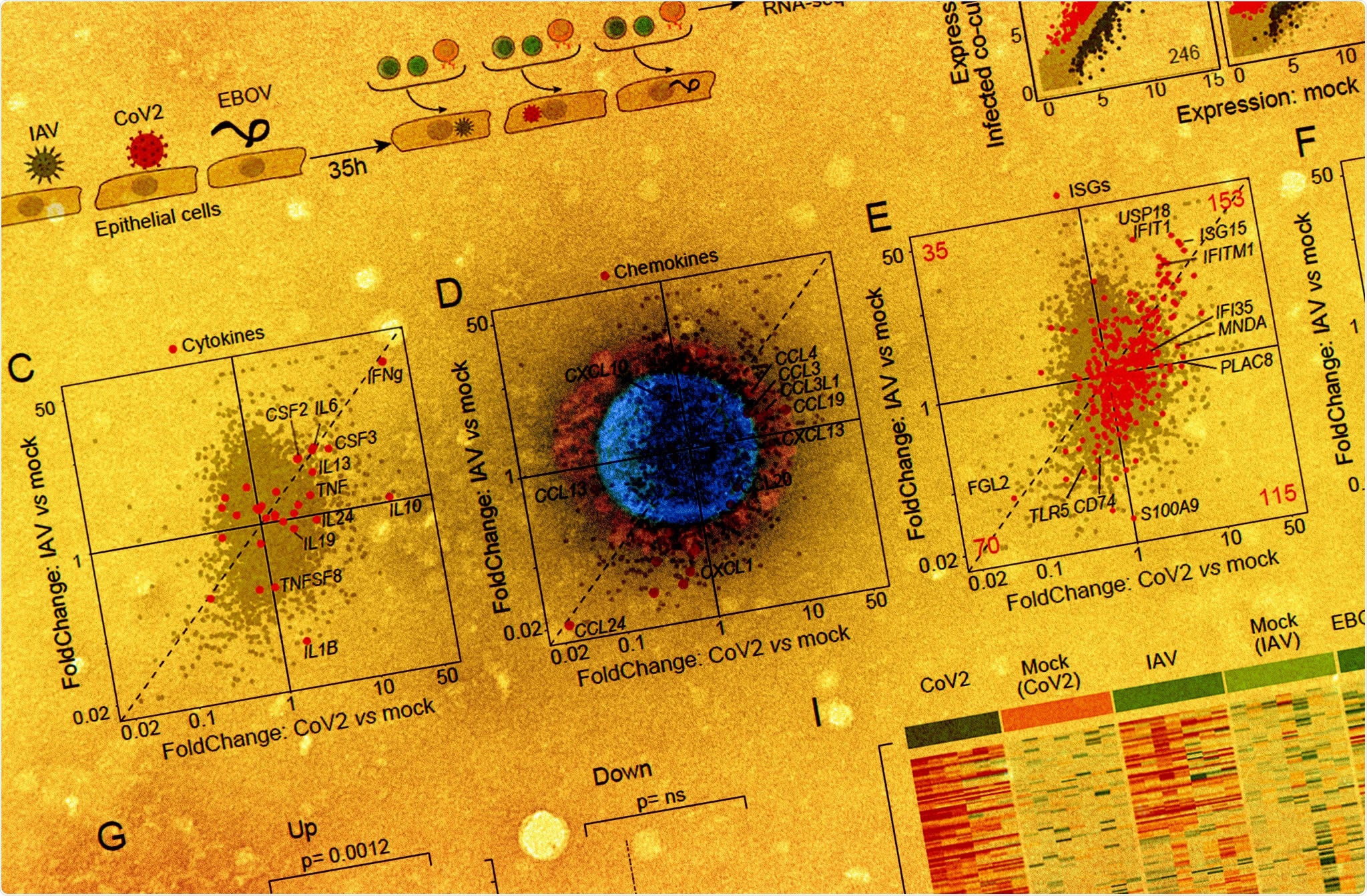 Study: A virus-specific monocyte inflammatory phenotype is induced by SARS-CoV2 at the immune-epithelial interface. Image Credit: NIAID