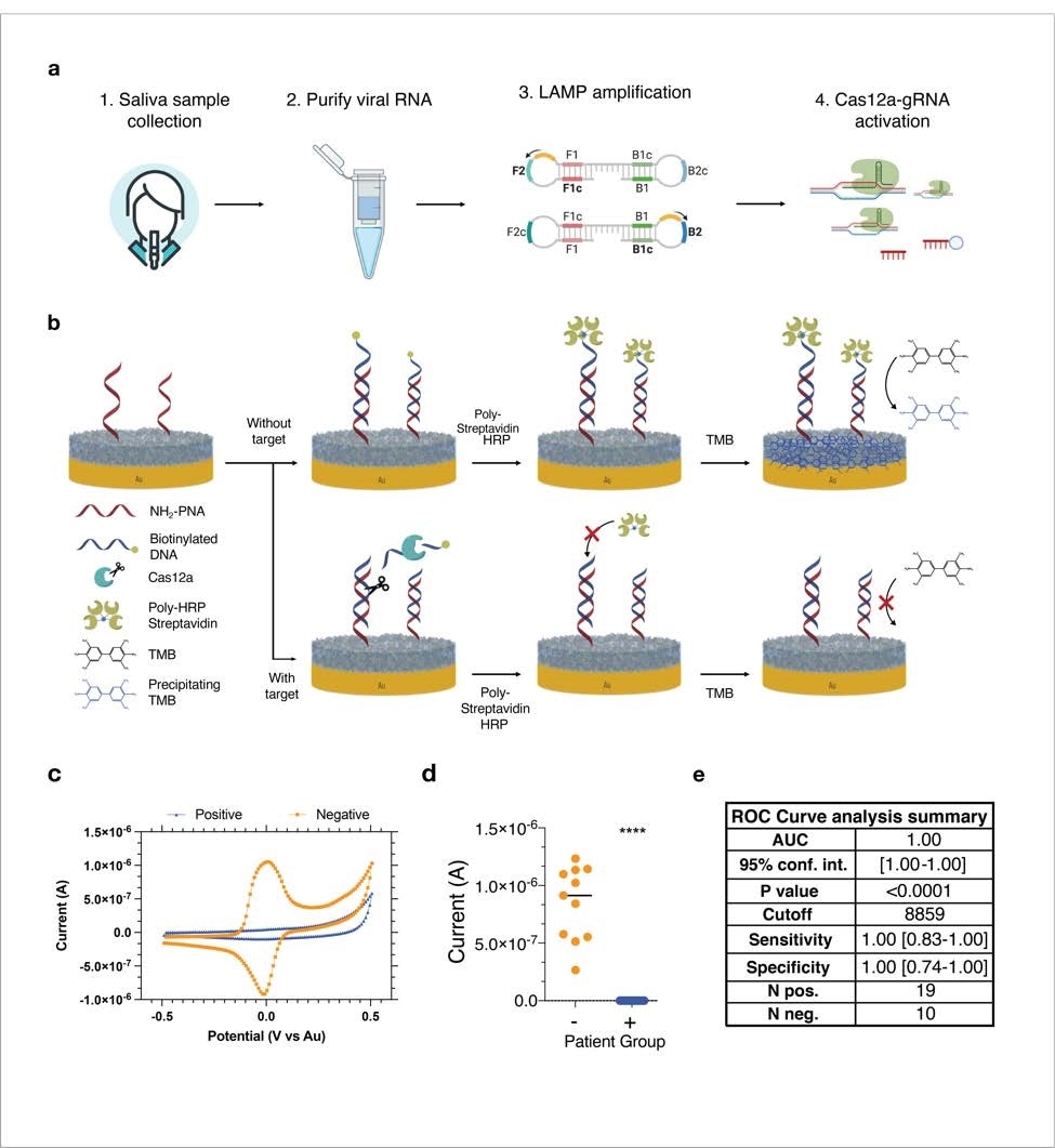 Schematic and representative raw cyclic voltammetry data of the multiplexed serology assay. (a) Schematic illustrating the multiplexed electrochemical serological assay to assess host antibody responses on electrodes functionalized with SARS-CoV-2 antigens. Host antibodies bind to the SARS-CoV-2 antigens immobilized on the chips. Subsequently, biotinylated anti-human IgG secondary antibodies bind, followed by poly HRP-streptavidin binding and TMB precipitation on the chips. (b-e) Typical cyclic voltammograms for the four different electrodes that target host antibodies against (b) Spike 1 subunit (S1), (c) Spike 1-receptor binding domain (S1-RBD), (d) nucleocapsid (N), and (e) BSA negative control with positive (red, blue) and negative (orange and black) samples for IgG and IgM, respectively.