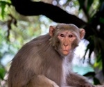 Live oral SARS-CoV-2 vaccine provides partial protection in Rhesus Macaques