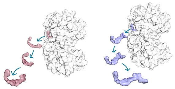 Study provides atomistic level insight into target residence time of small molecule kinase inhibitors