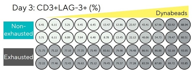 LAG-3 overexpression persists on exhausted T cells over 3 days.
