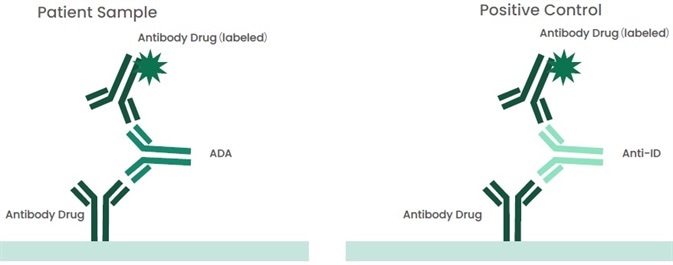 Principle of ADA Bridging ELISA.