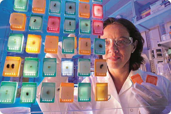 Kirsten Steiner-Hahn, Biologielaborantin bei Global Biomarker Research Berlin, bei der makroskopischen Vorauswahl von FFPE Blöcken (FFPE= Formalin fixierte Organe in Paraffin gebettet)