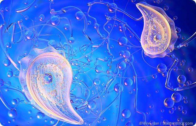 Trichomonas vaginalis 3D illustration