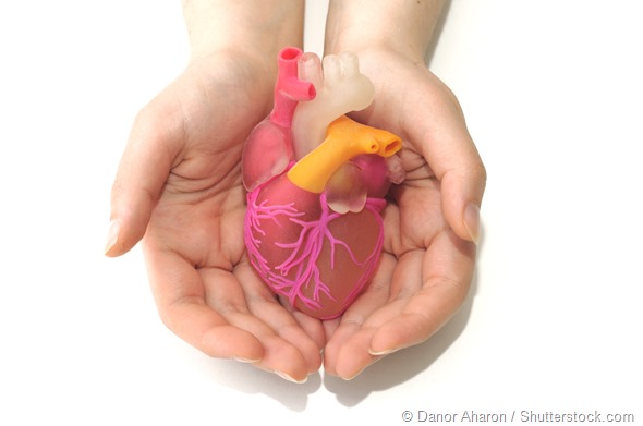 Two female hands holding a 3d printed human heart