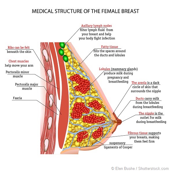 anatomy of the female breast