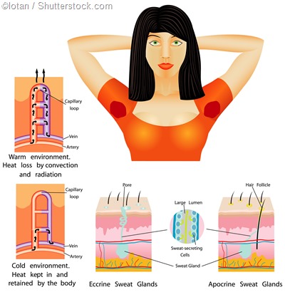 armpit apocrine eccrine sweat gland