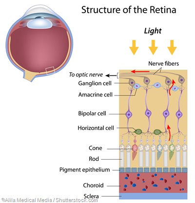 rods and cones ganglion