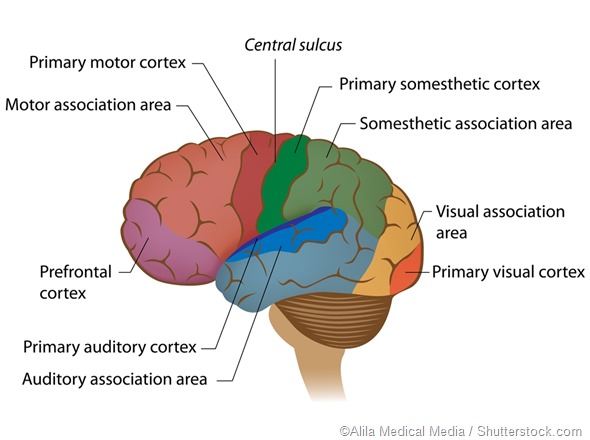 functional areas of brain