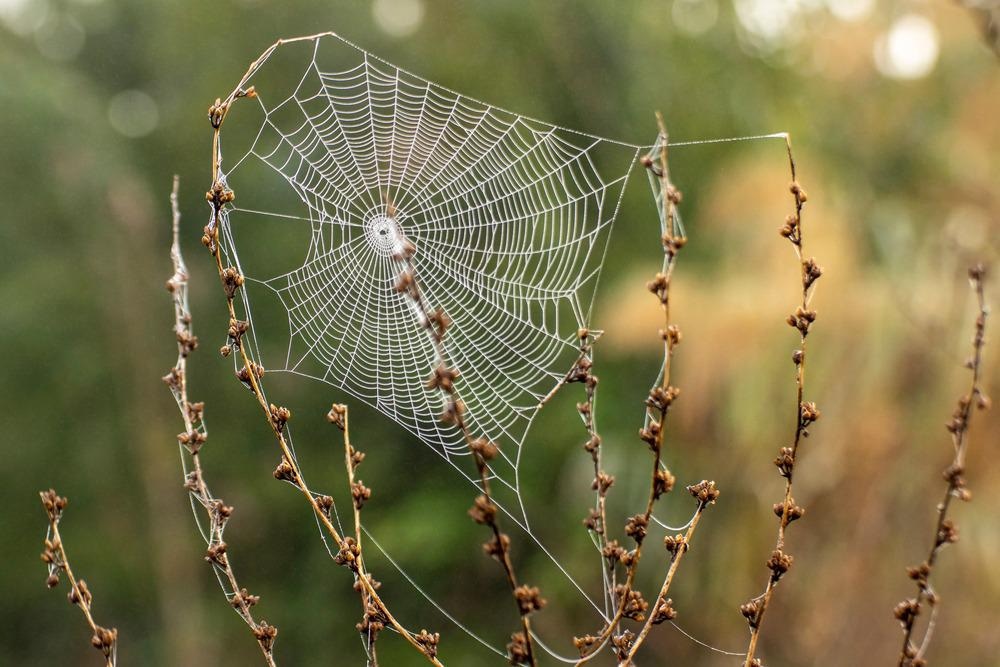 Spider silk