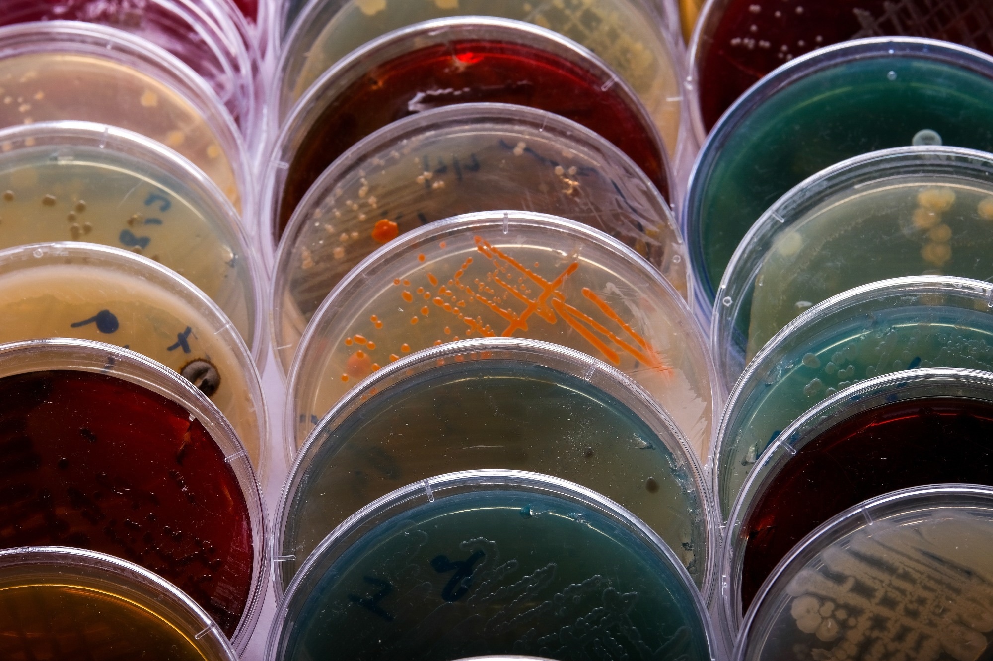 ​​​​​​​Image Credit: Mohammed_Al_Ali/Shutterstock.com