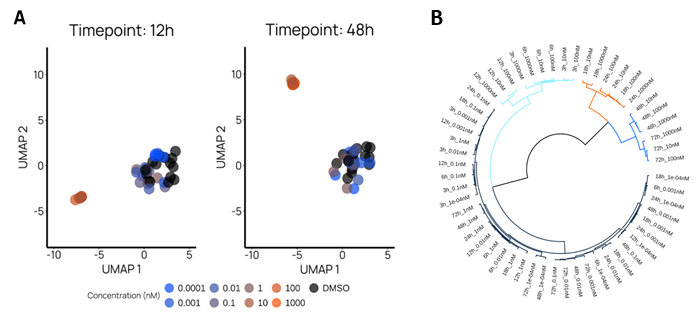 Investigating the transient phenotypes of Thapisgargin