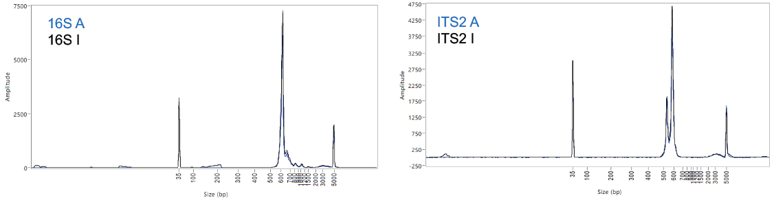 Overlapping DNA fragment profiles obtained prior to sequencing for 16S (left) and ITS2 amplicon (right, 2 visible PCR products accommodate for genetic variants captured with the primers used). (A: gold standard beads; I: MAGFLO NGS beads).