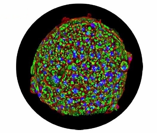 High-content microscopic image of the 3D InSight Human Liver microtissue