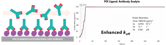 Avidity effects with antigen immobilisation
