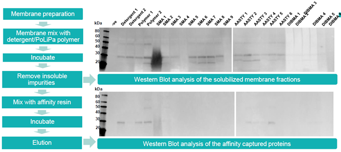 PoLiPa workflow (left) and Western blots of solubilized membrane fractions