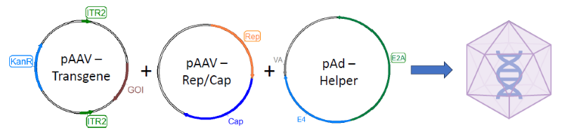 Measuring AAV capsids using VeriCheck ddPCR technoloy: A guide