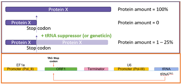 Customizable protein expression: Case study of 2 different membrane proteins