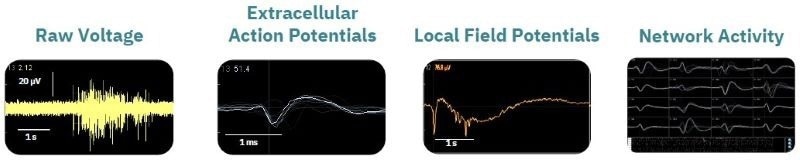Optimizing a multiplexed cell-based assay for characterizing cortical networks and their responses to neuroactive compounds (Duplicate)