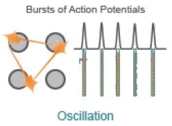 Optimizing a multiplexed cell-based assay for characterizing cortical networks and their responses to neuroactive compounds (Duplicate)