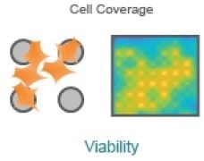 Optimizing a multiplexed cell-based assay for characterizing cortical networks and their responses to neuroactive compounds (Duplicate)