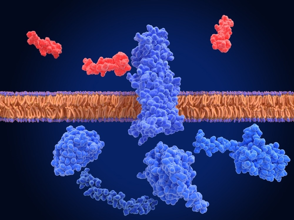 GLP-1 receptor, inactivated and surrounded by an agonist (semaglutide, red) and G-proteins. The glucagon like peptide-1 receptor has a strong effect on the management of type 2 diabetes mellitus.
