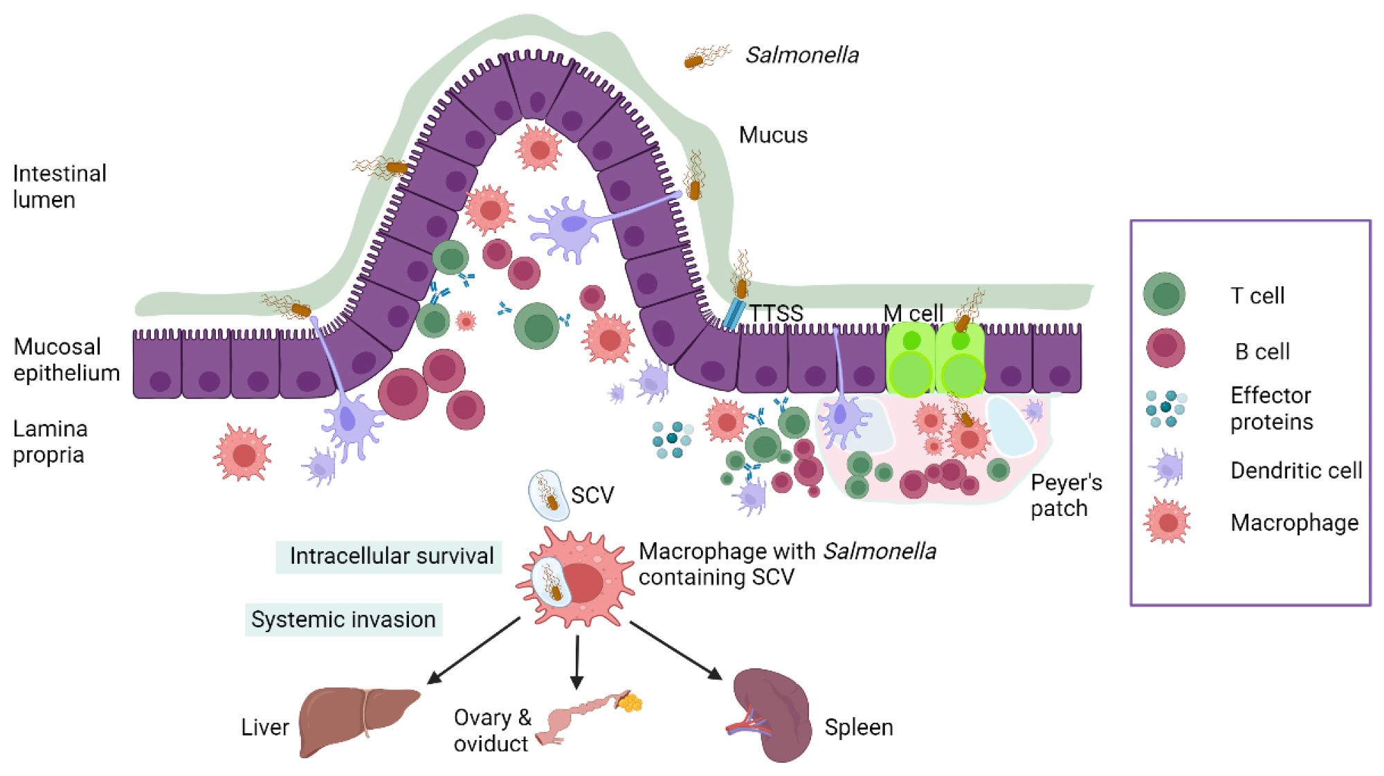 Schematic representation of Salmonella pathogenesis in poultry.3