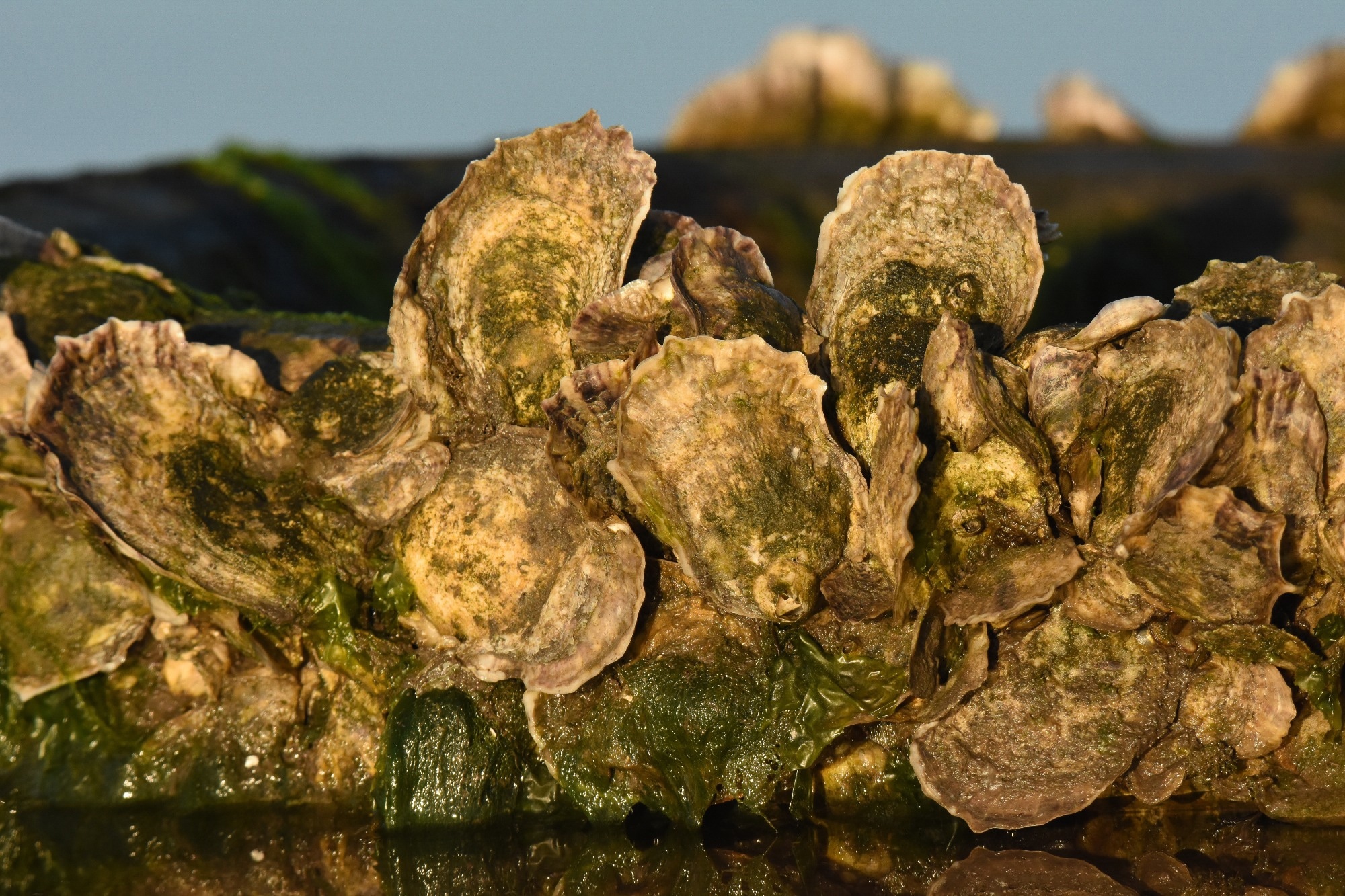 Eastern Oyster. Crassostrea virginica. Image Credit: Gilbert S. Grant / Shutterstock