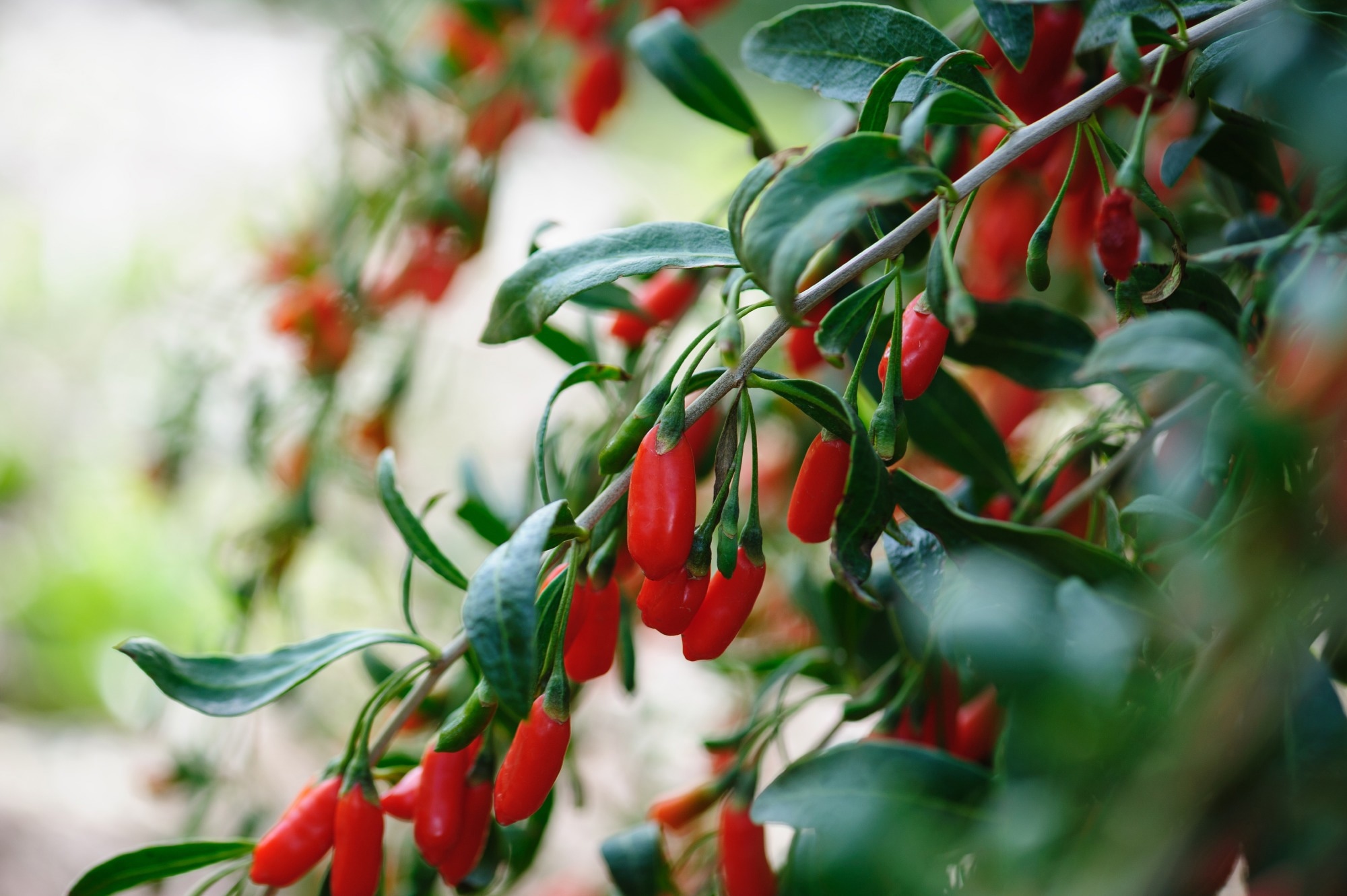 Goji berries. Image Credit: Izf / Shutterstock.com
